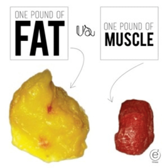 Fat compared to Muscle Size, Weight lose