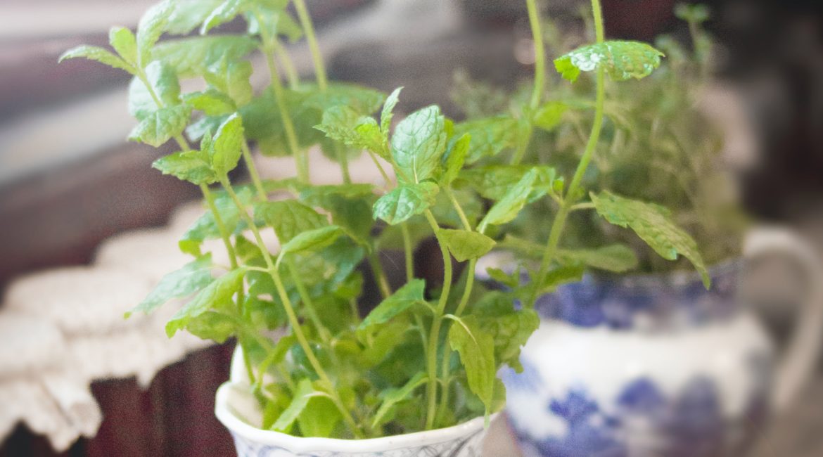 Herbs