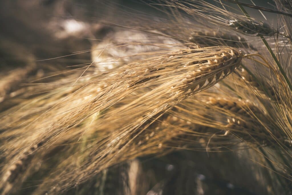 Sourdough? 4 Health Secrets Behind the Covid Craze