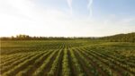 How Air Pollution Affects Your Food Quality