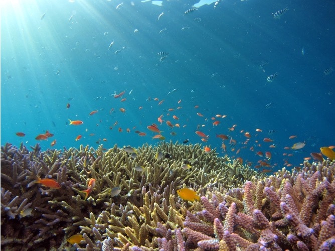 Fish swimming - How Air Pollution Affects Your Food Quality
