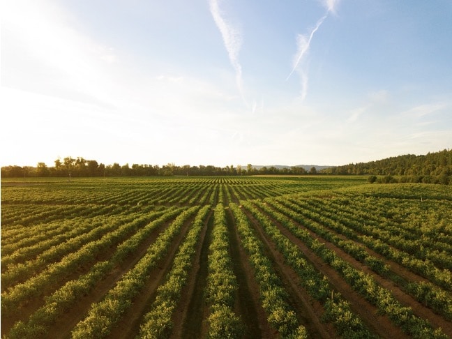 How Air Pollution Affects Your Food Quality