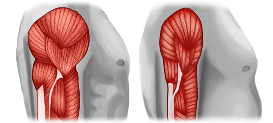 Building muscle, muscle growth