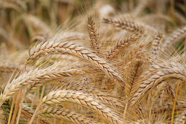 Can YOU benefit from going gluten free