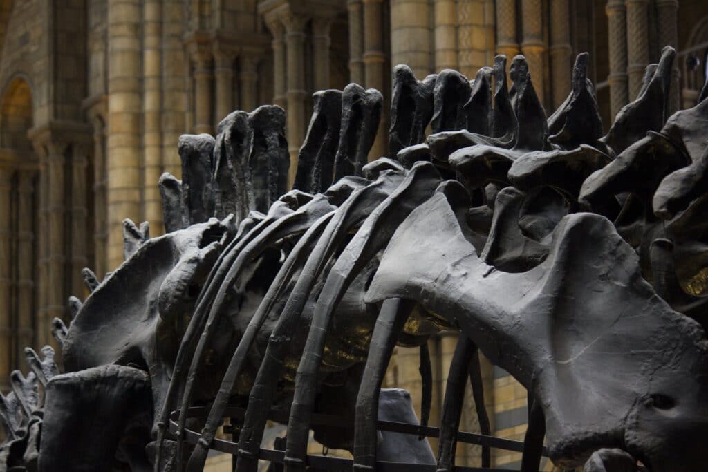 5 Most Common Causes of Back Pain, skeleton of a dinosaur