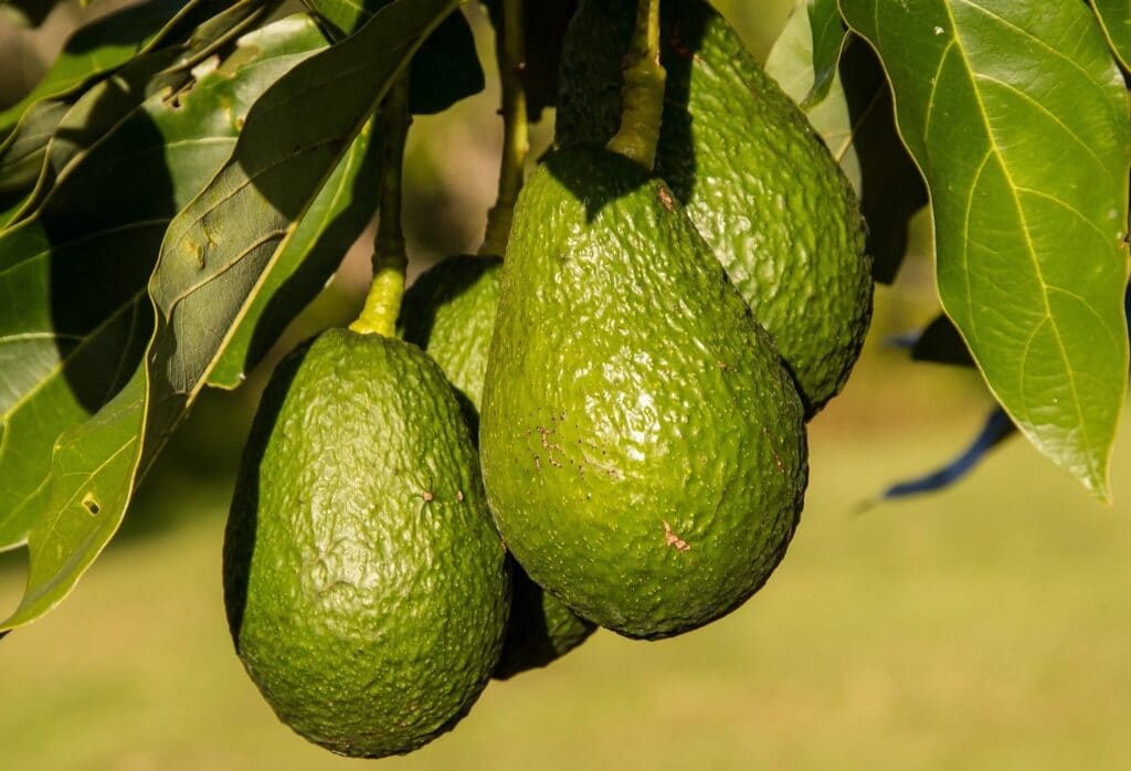 7 Foods To Improve Your Spinal Health, avacado