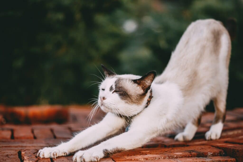 stretch your muscles and your cat, avoid back pain
