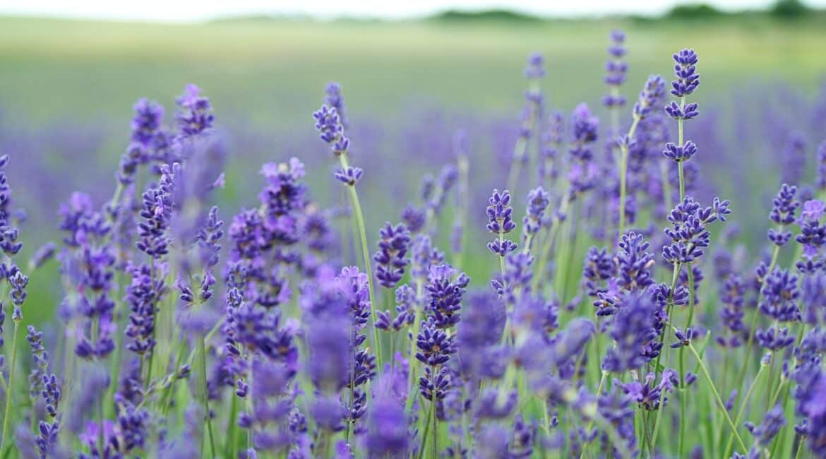lavender field essential oil