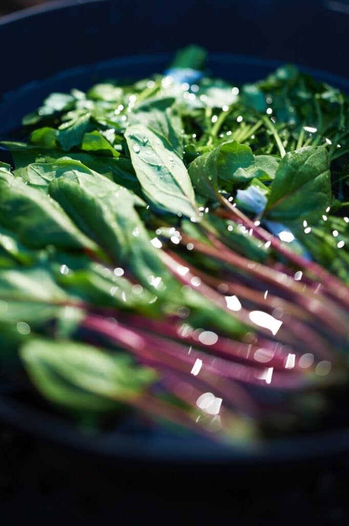 5 Easy to Grow Vegetables That Will Boost Your Health:
Plant Them Now!
